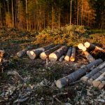 A,Fresh,Clear-cut,Area,With,Fresh,Aspen,Logs,And,Stump.