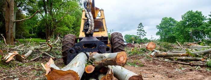 Tree Clearing